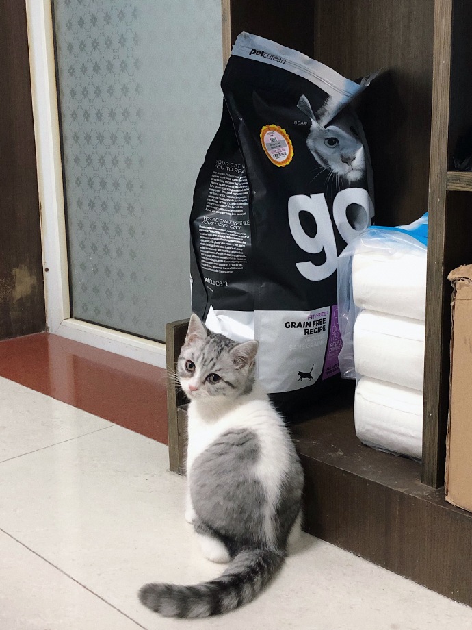 猫图片|宠物猫|猫咪|