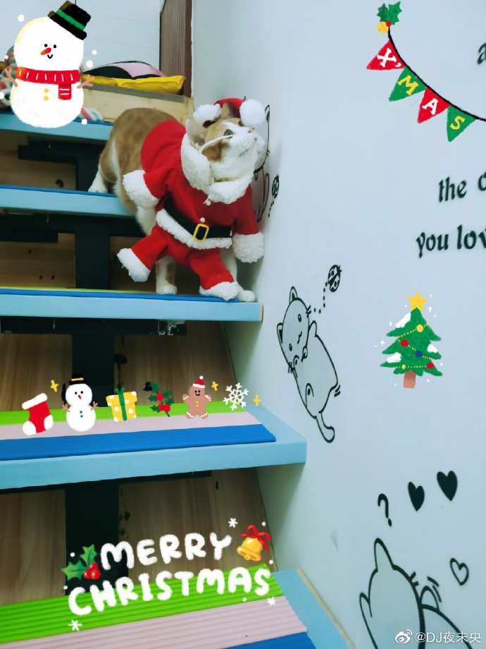 猫图片|宠物猫|猫咪|