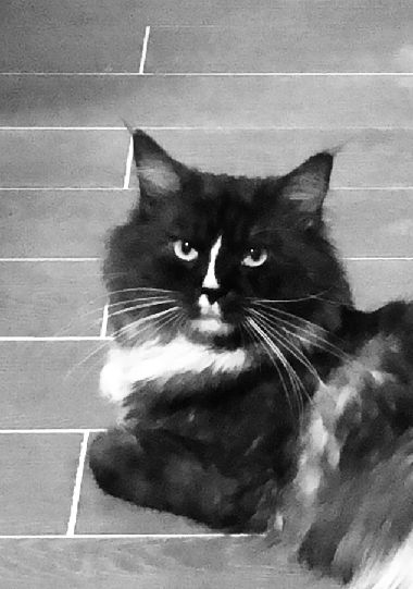 猫图片|宠物猫|猫咪|