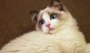 猫图片|宠物猫|猫咪|