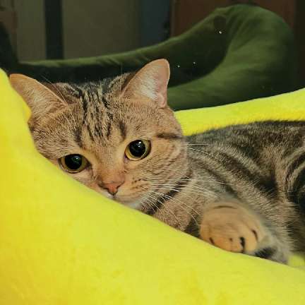 猫图片|宠物猫|猫咪|