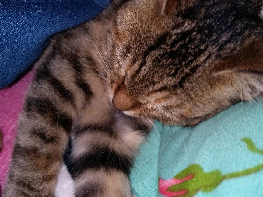 猫图片|宠物猫|猫咪|