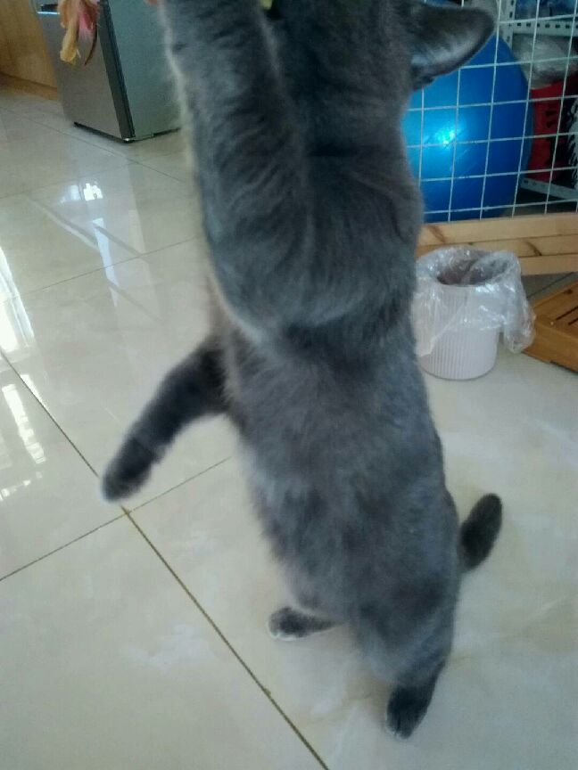 猫图片|宠物猫|猫咪|