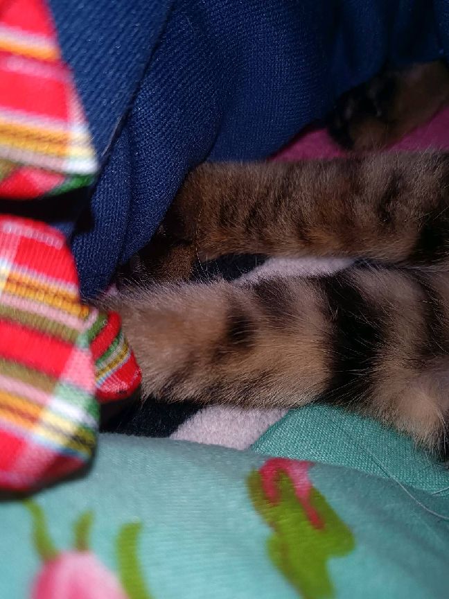 猫图片|宠物猫|猫咪|