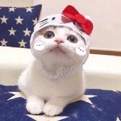 猫图片|宠物猫|猫咪|