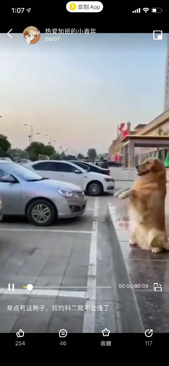 猫图片|宠物猫|猫咪|