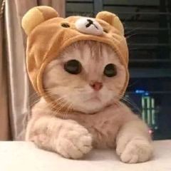 猫图片|宠物猫|猫咪|