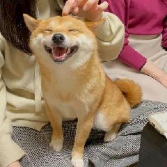 猫图片|宠物猫|猫咪|