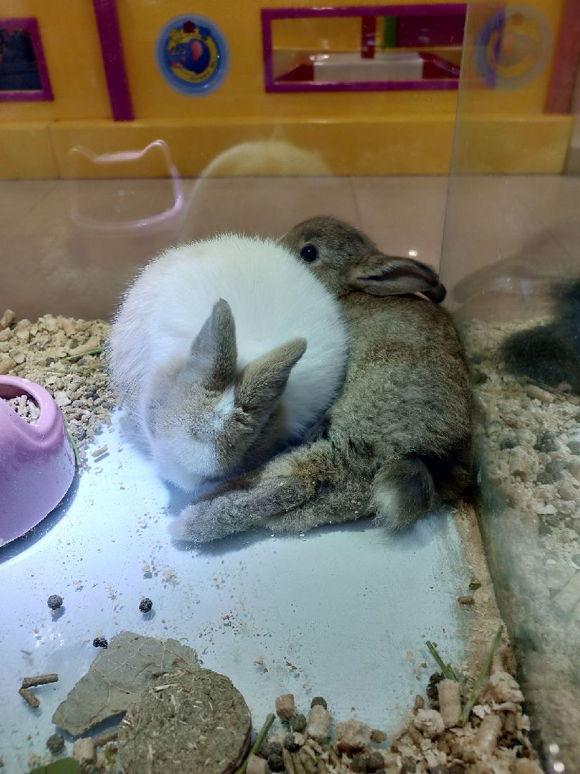 猫图片|宠物猫|猫咪|