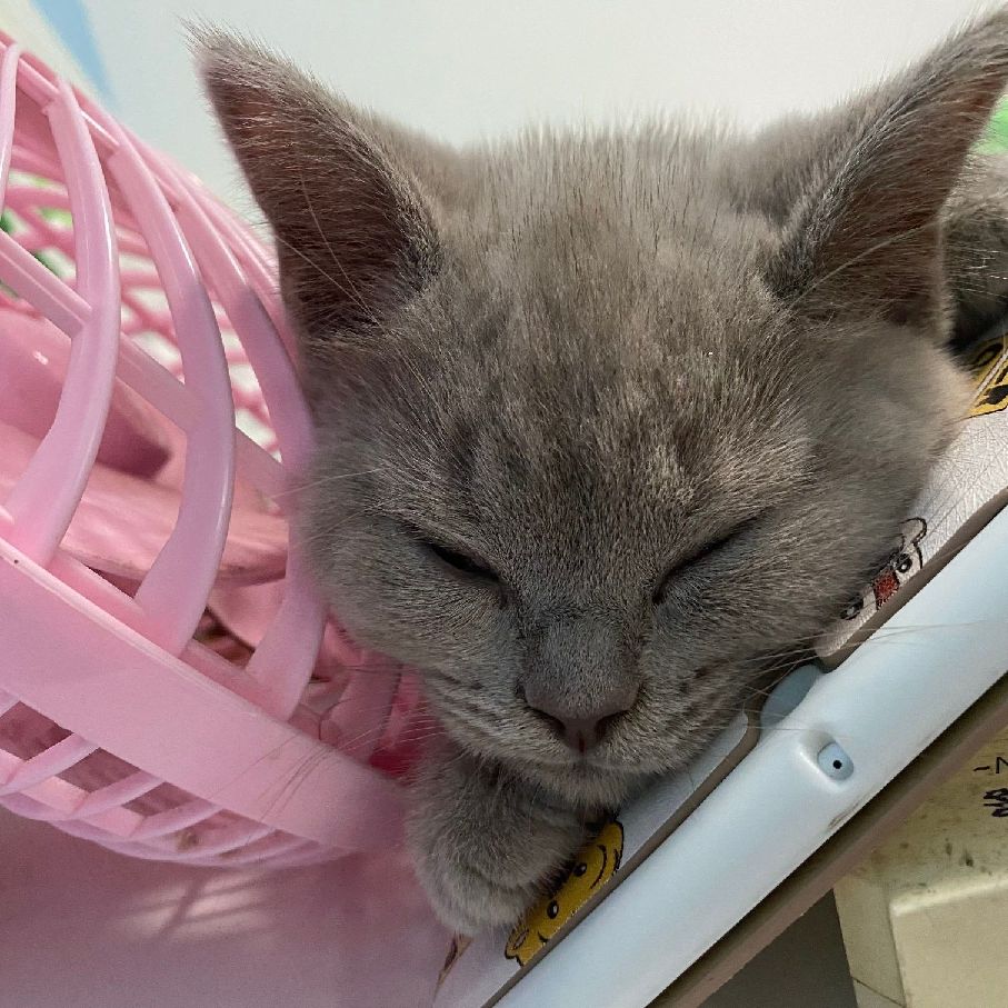 猫图片|宠物猫|猫咪|