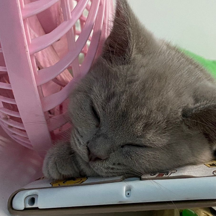 猫图片|宠物猫|猫咪|