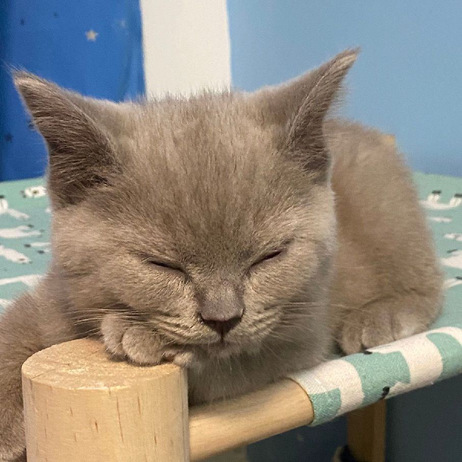 猫图片|宠物猫|猫咪|