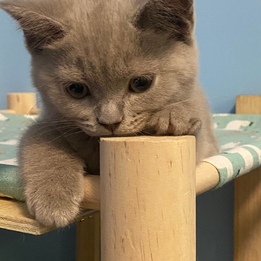 猫图片|宠物猫|猫咪|