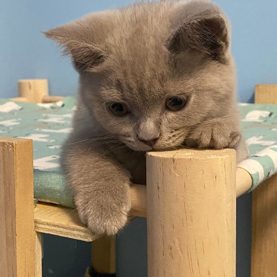 猫图片|宠物猫|猫咪|