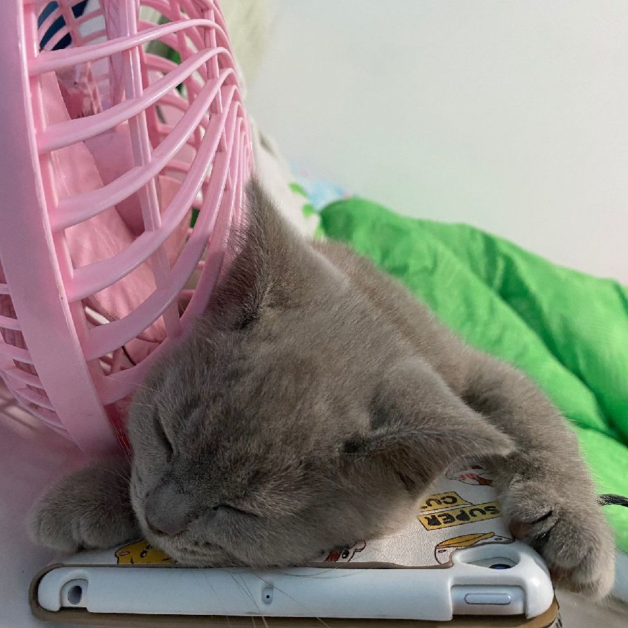 猫图片|宠物猫|猫咪|