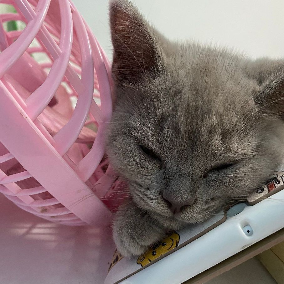 猫图片|宠物猫|猫咪|