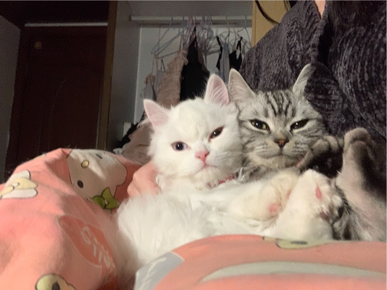 猫图片|宠物猫|猫咪|