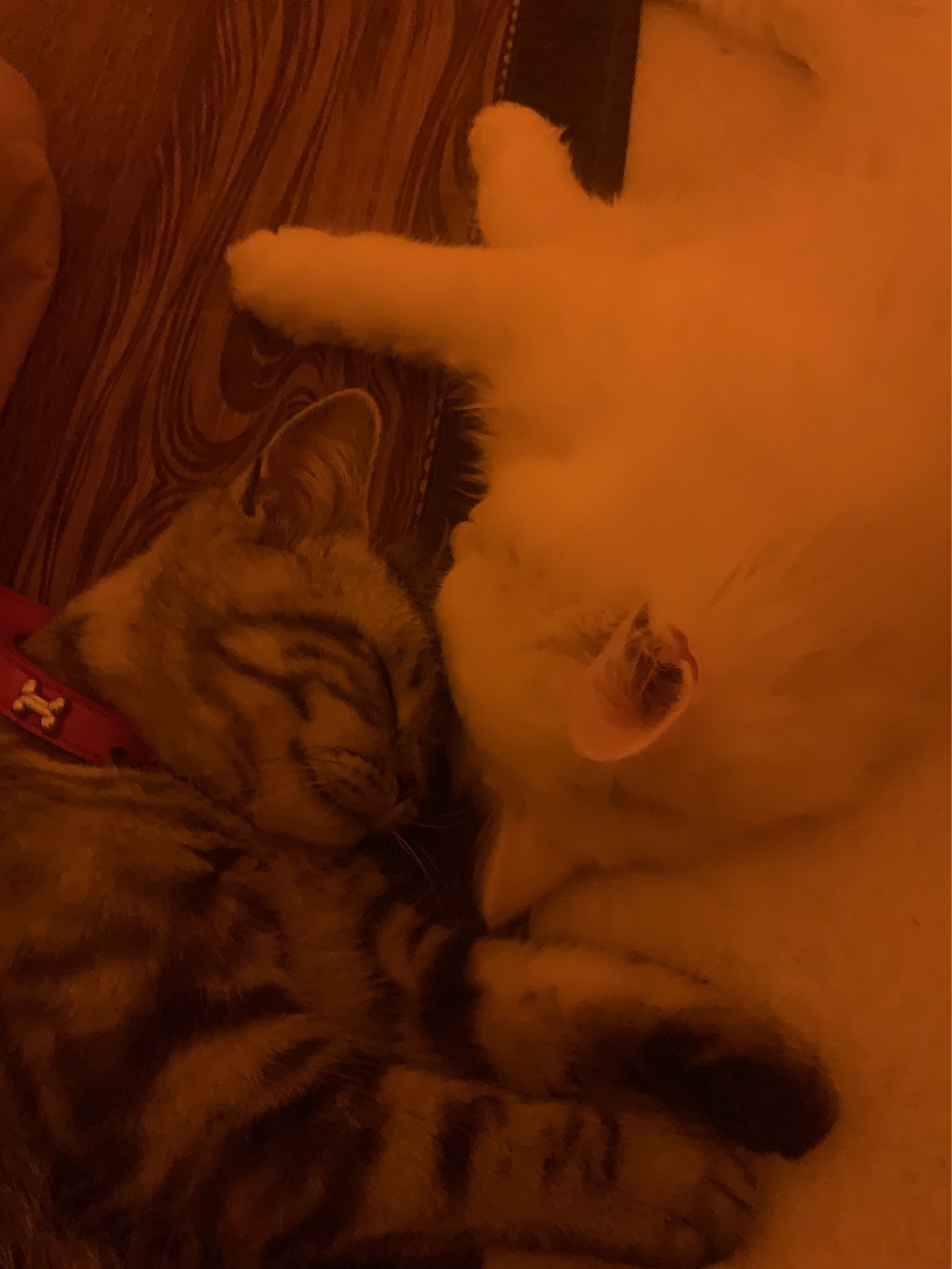 猫图片|宠物猫|猫咪|