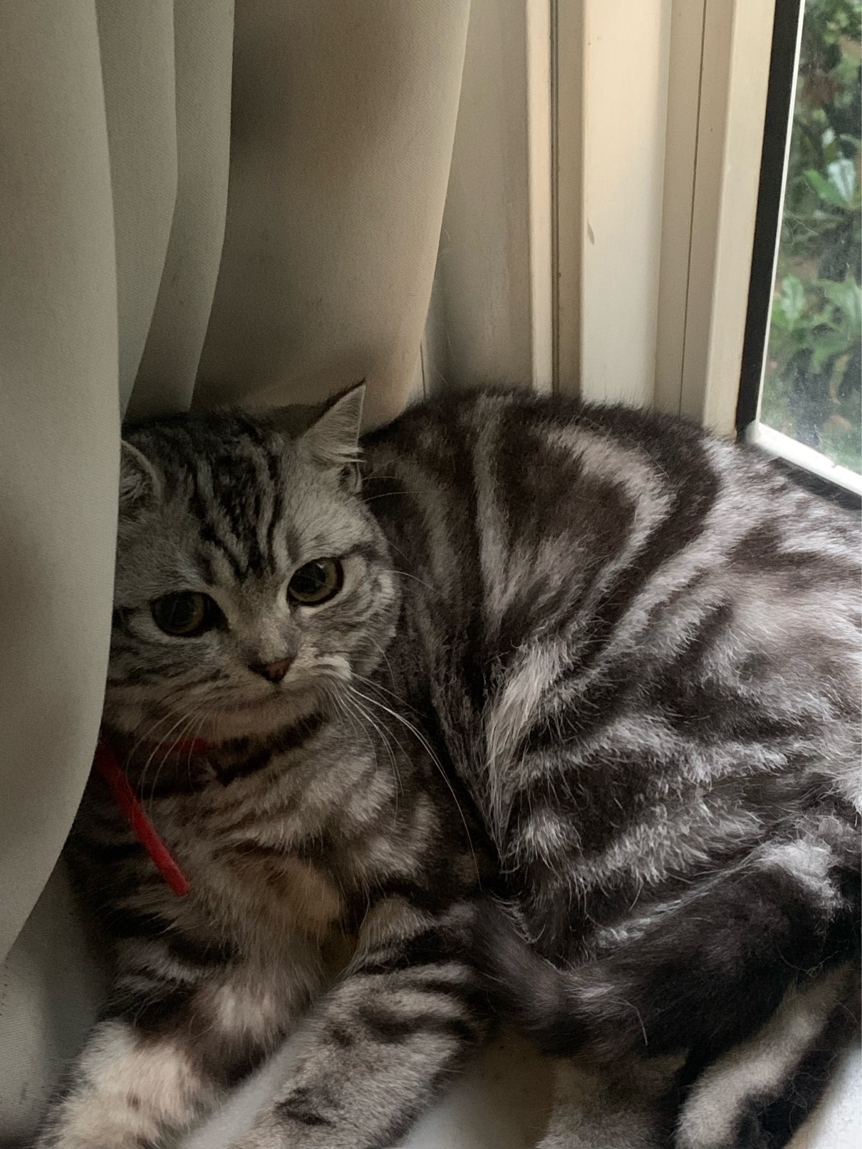 猫图片|宠物猫|猫咪|