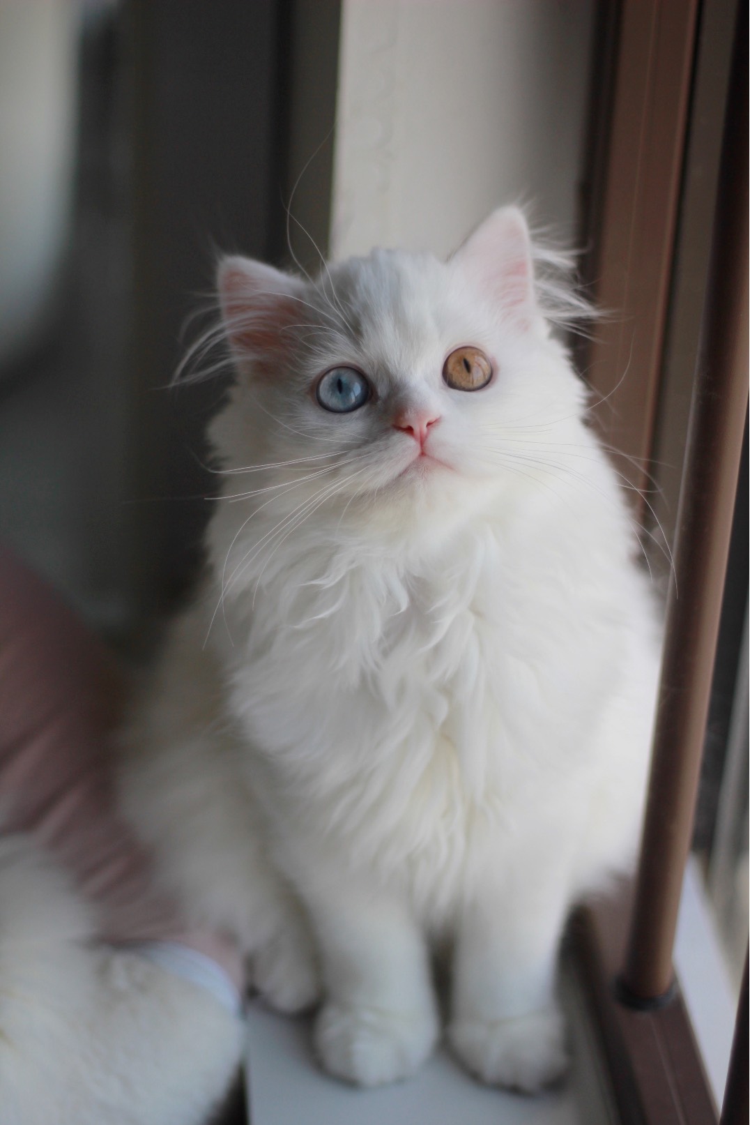 猫图片|宠物猫|猫咪|