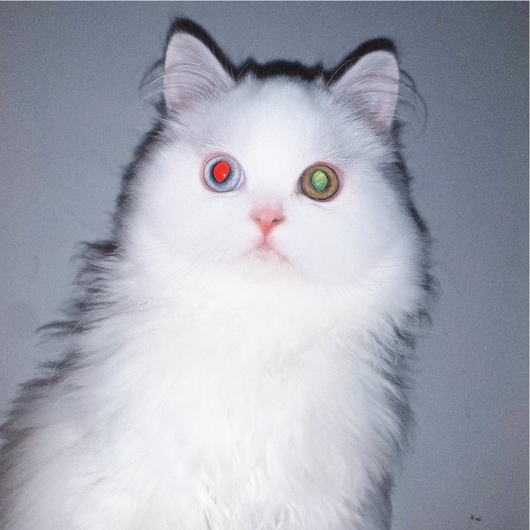 猫图片|宠物猫|猫咪|