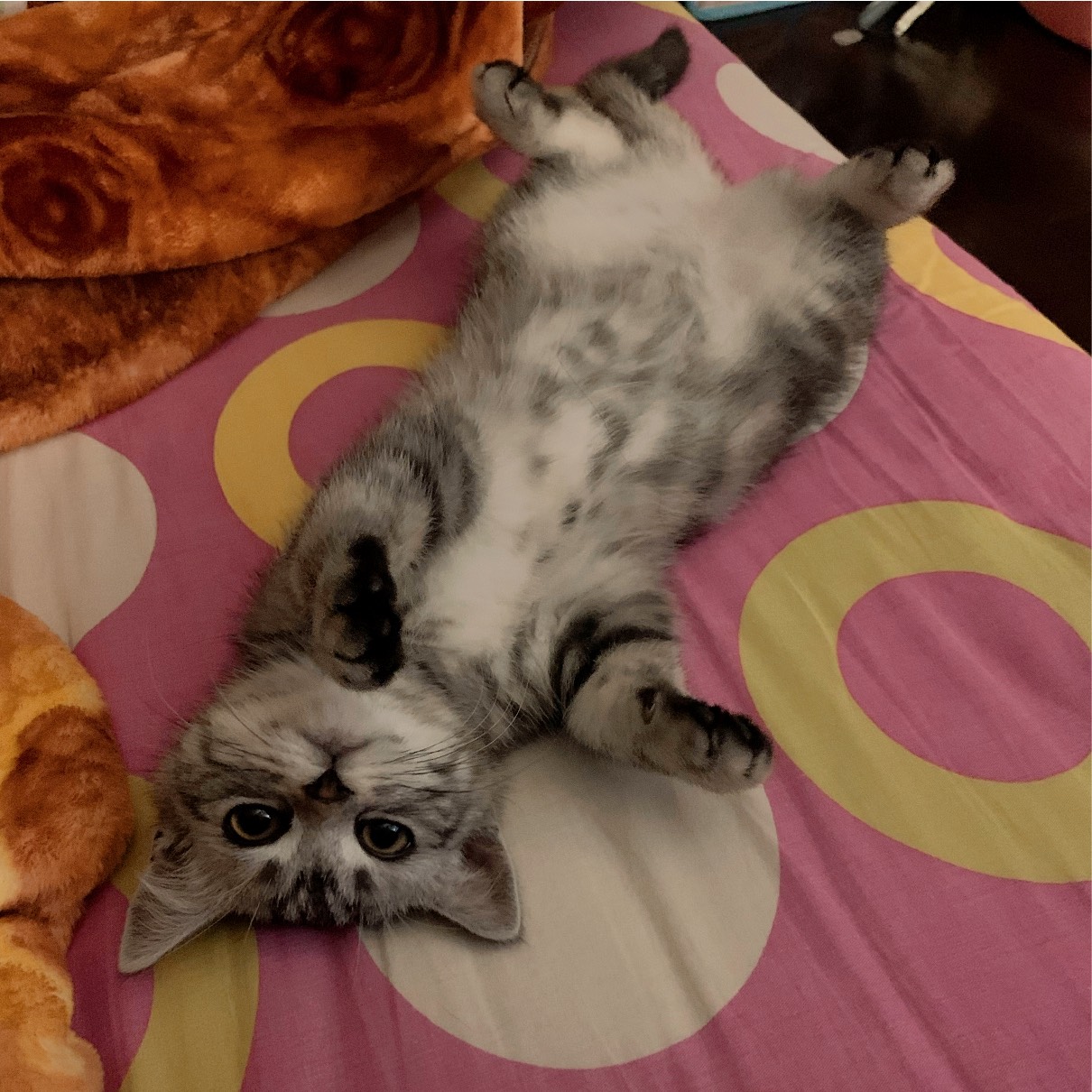 猫图片|宠物猫|猫咪|