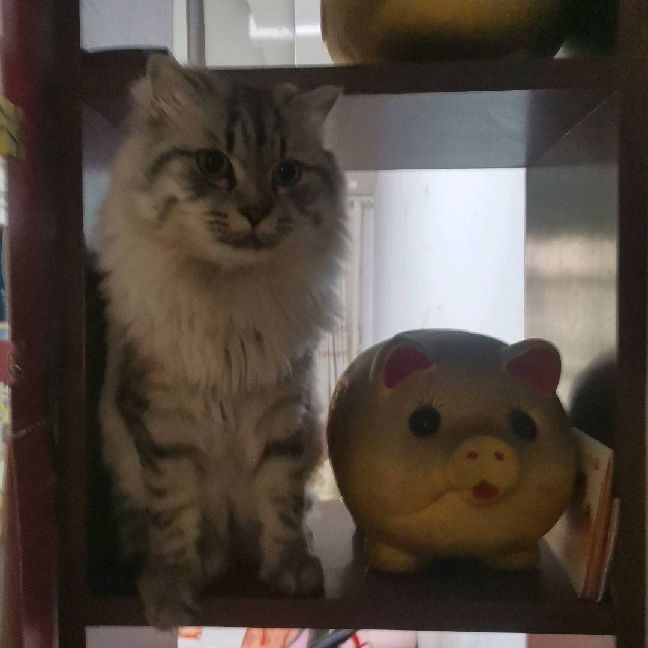 猫图片|宠物猫|猫咪|