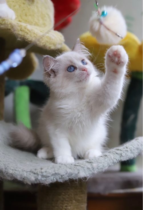 猫图片|宠物猫|猫咪|