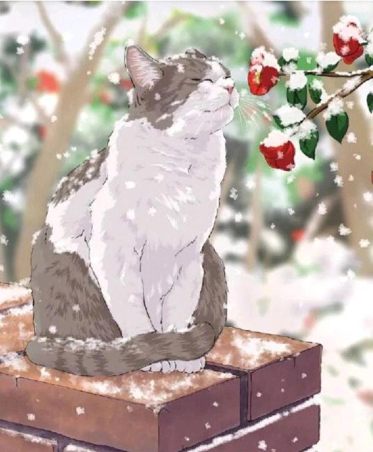 猫图片|宠物猫|猫咪|