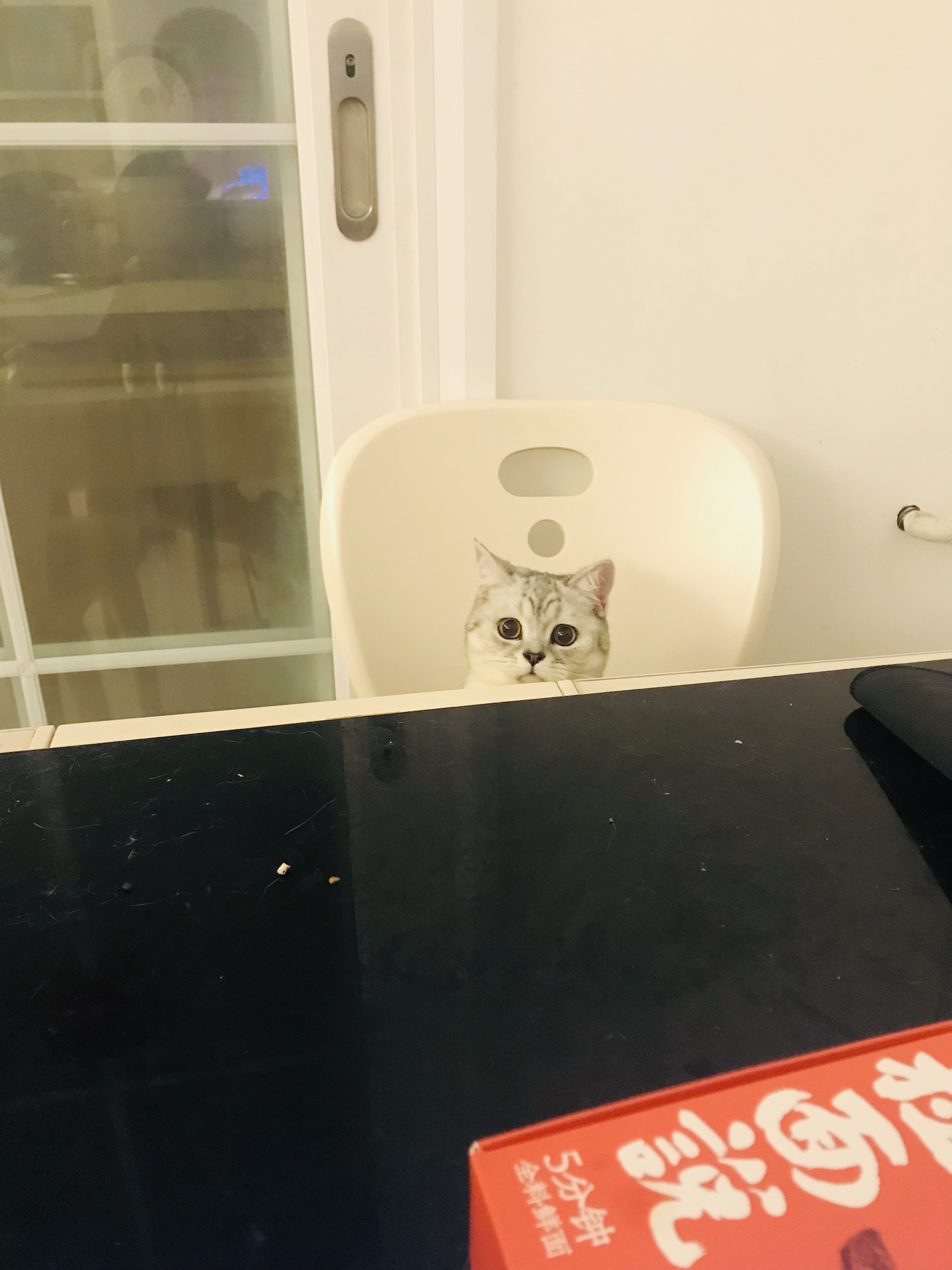 猫图片|宠物猫|猫咪|