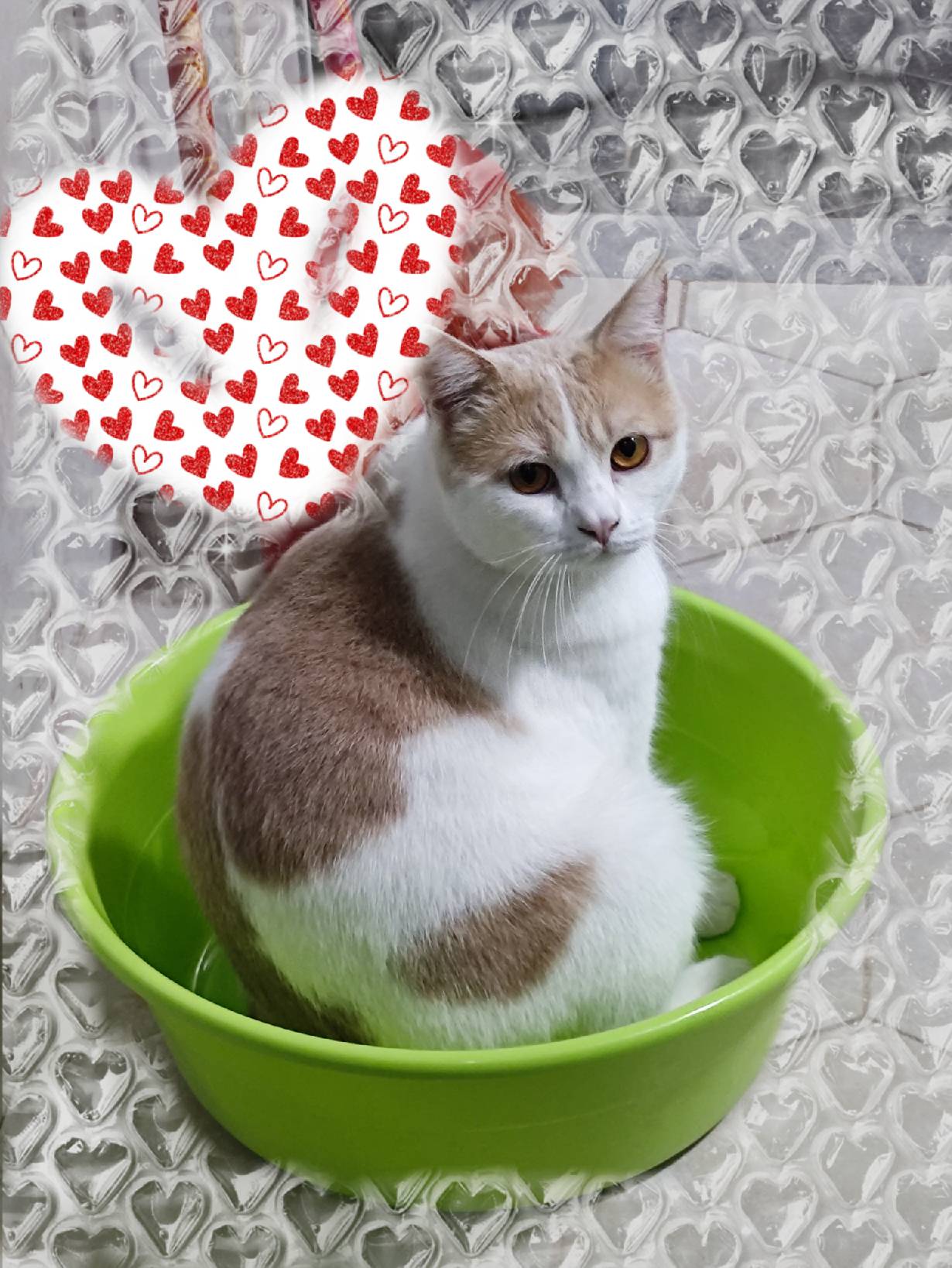 猫图片|宠物猫|猫咪|