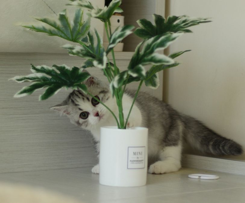 猫图片|宠物猫|猫咪|