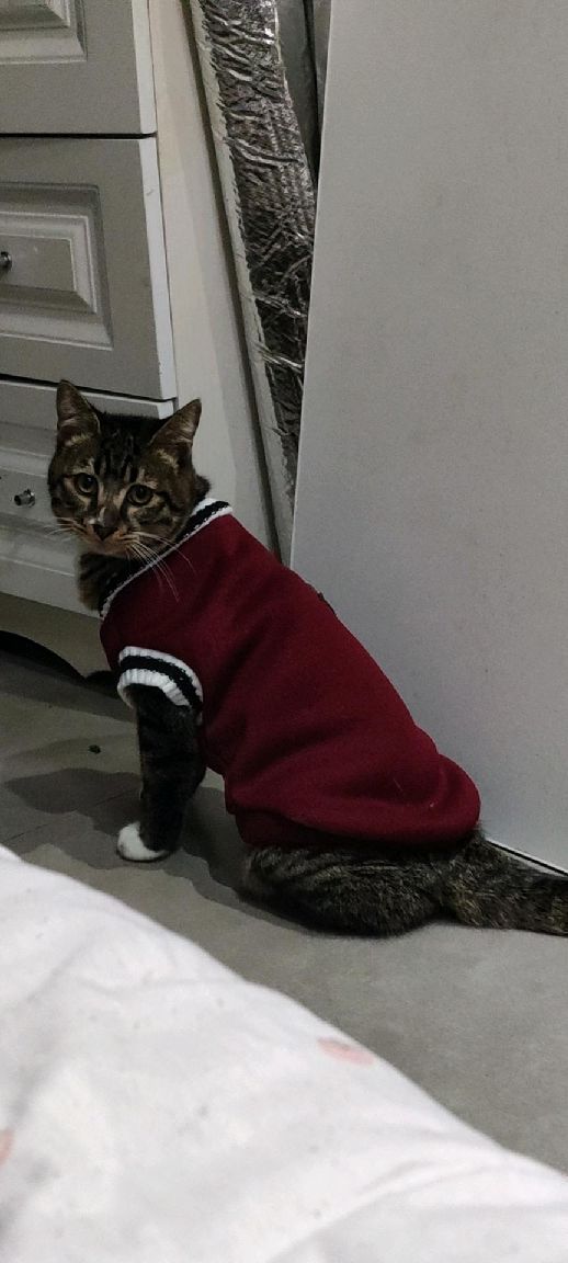 猫图片|宠物猫|猫咪|