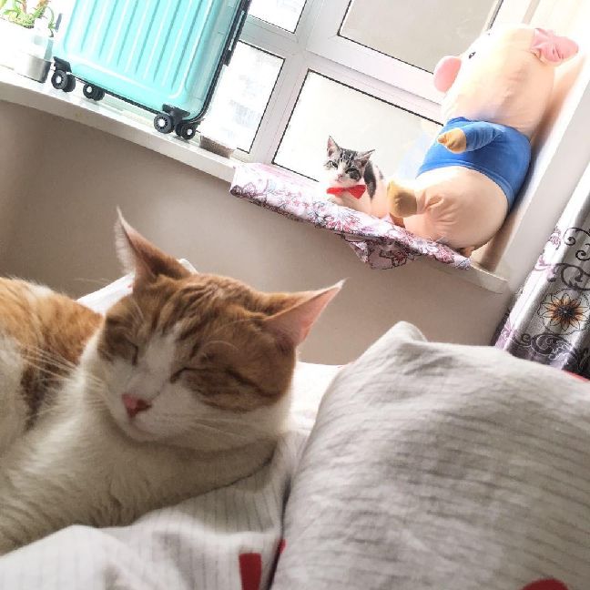 猫图片|宠物猫|猫咪|