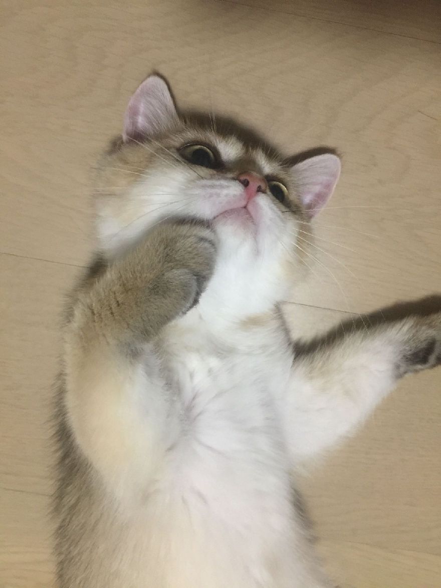 猫图片|宠物猫|猫咪|