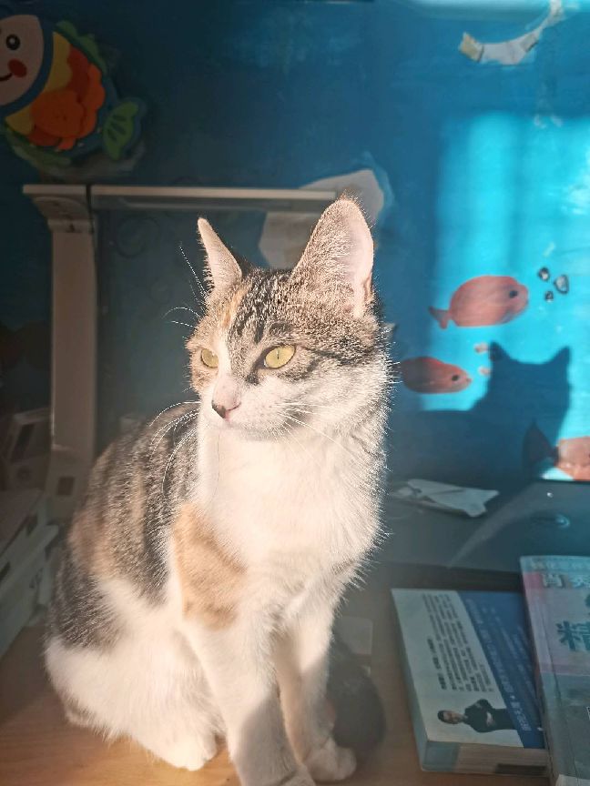 猫图片|宠物猫|猫咪|