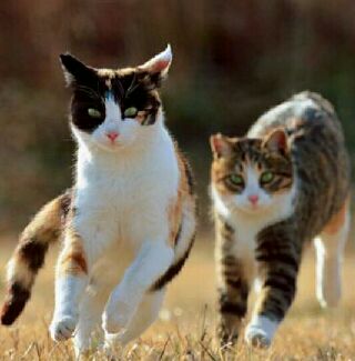 猫图片|宠物猫|猫咪|