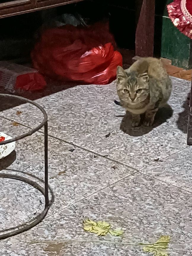 猫图片|宠物猫|猫咪|