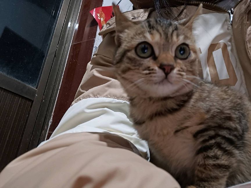 猫图片|宠物猫|猫咪|