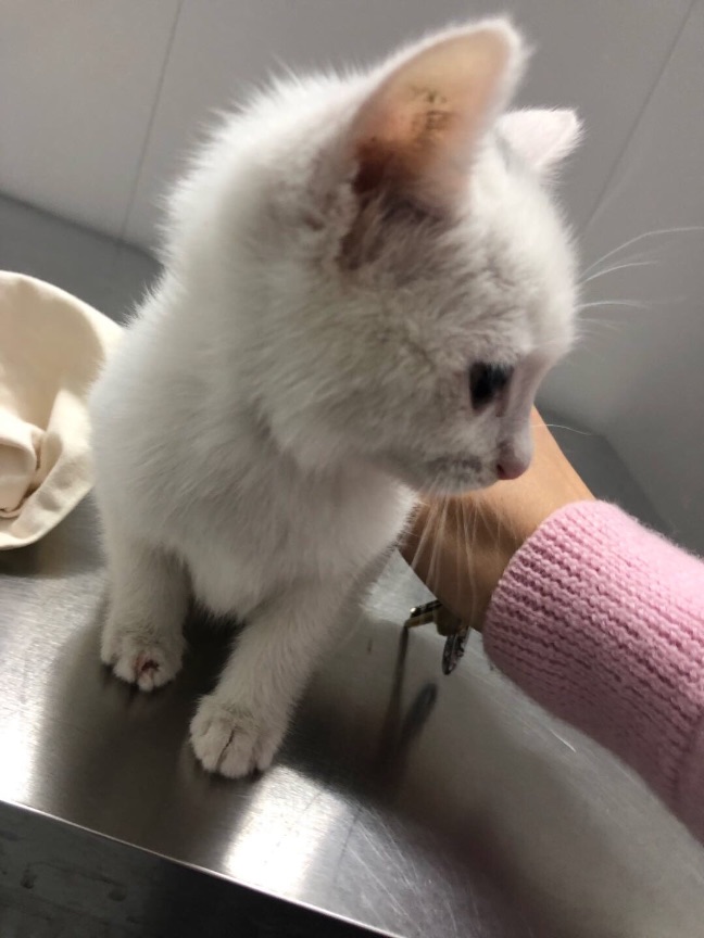 猫图片|宠物猫|猫咪|