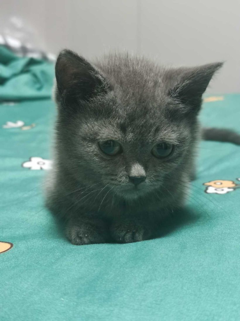 猫图片|宠物猫|猫咪|