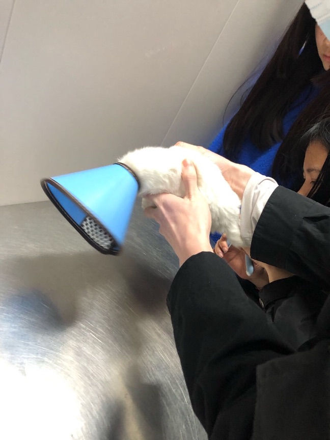 猫图片|宠物猫|猫咪|