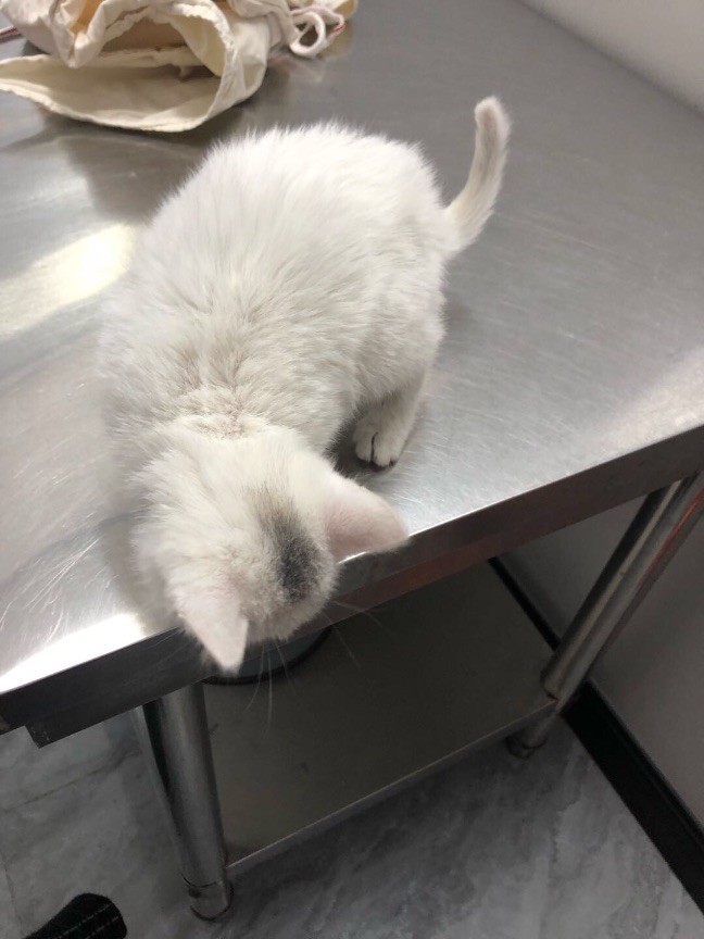 猫图片|宠物猫|猫咪|