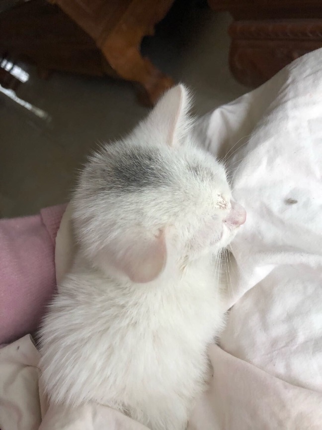 猫图片|宠物猫|猫咪|