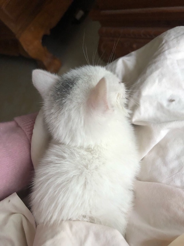 猫图片|宠物猫|猫咪|