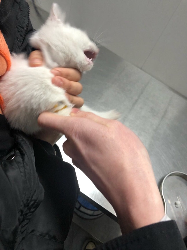 猫图片|宠物猫|猫咪|