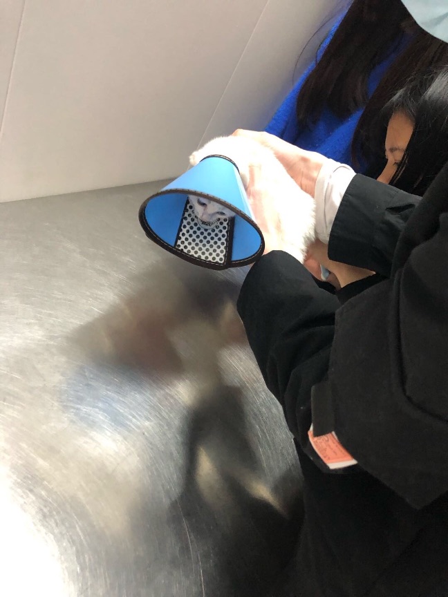 猫图片|宠物猫|猫咪|