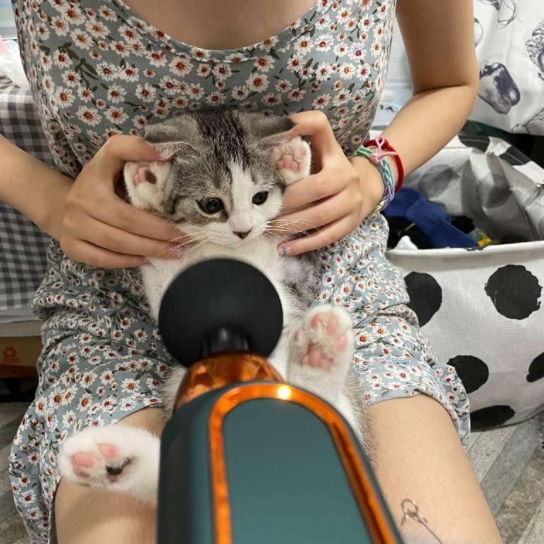 猫图片|宠物猫|猫咪|