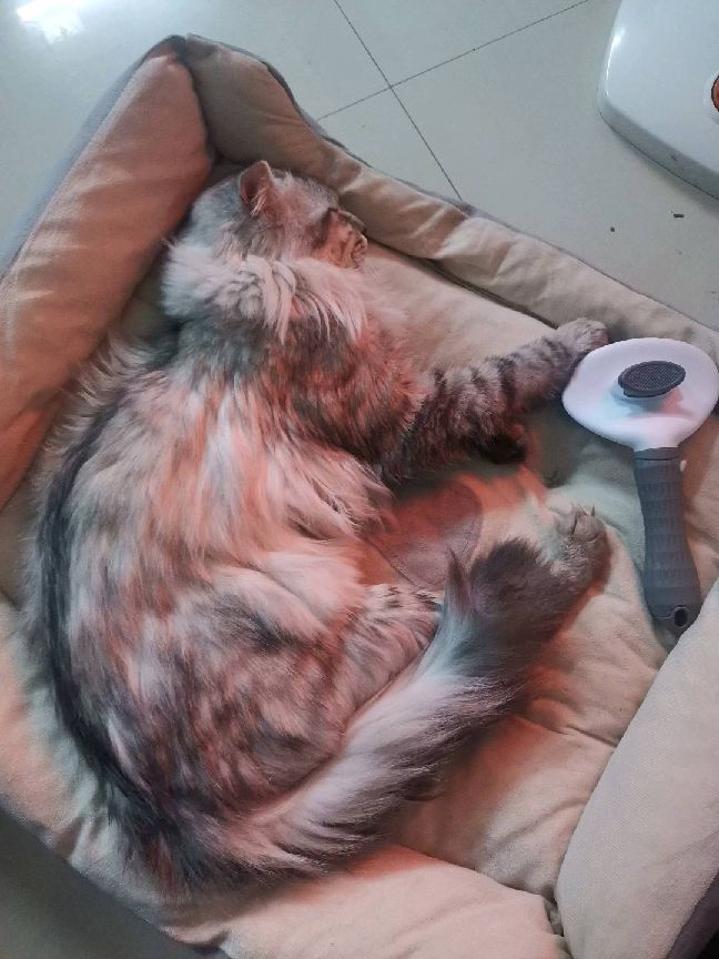 猫图片|宠物猫|猫咪|