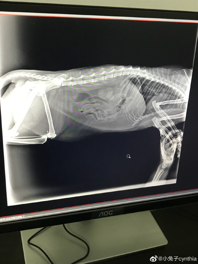 猫图片|宠物猫|猫咪|